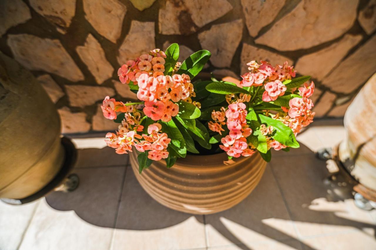 Aloe Villa Chania Crete Georgioupoli Dış mekan fotoğraf